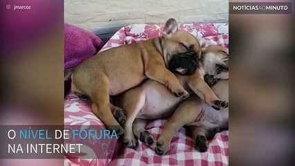 Filhotes irmãos dormem abraçados num sono profundo