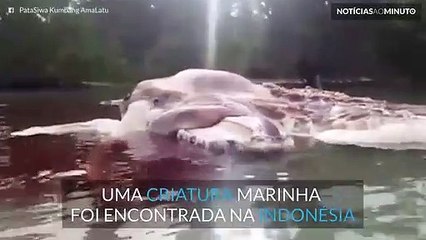 Monstro marinho encontrado em Ceram, ilha da Indonésia