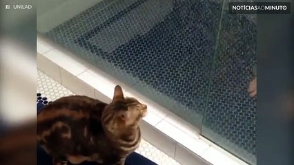 Gato entra no chuveiro para tomar banho com o dono