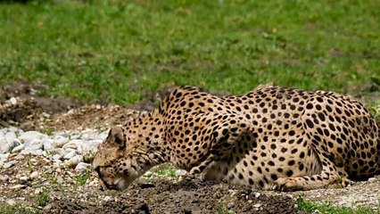 チーター　by松井颯人