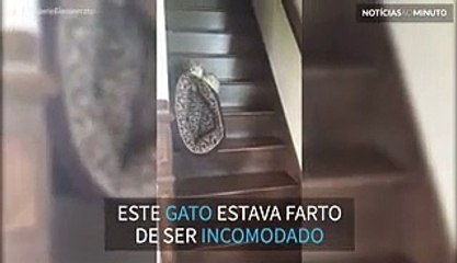 Não o deixavam dormir decidiu mudar a cama