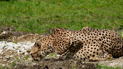 チーター　by竹沢篤