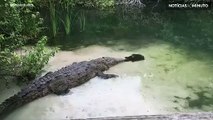 A história de amor entre um crocodilo e uma tartaruga