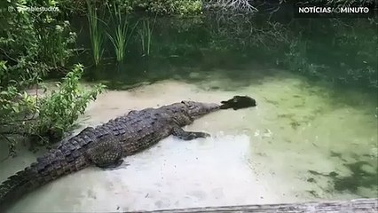 A história de amor entre um crocodilo e uma tartaruga