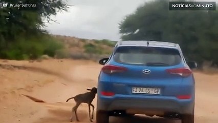 Filhote de gnu persegue carro durante 7km a pensar que é a sua mãe