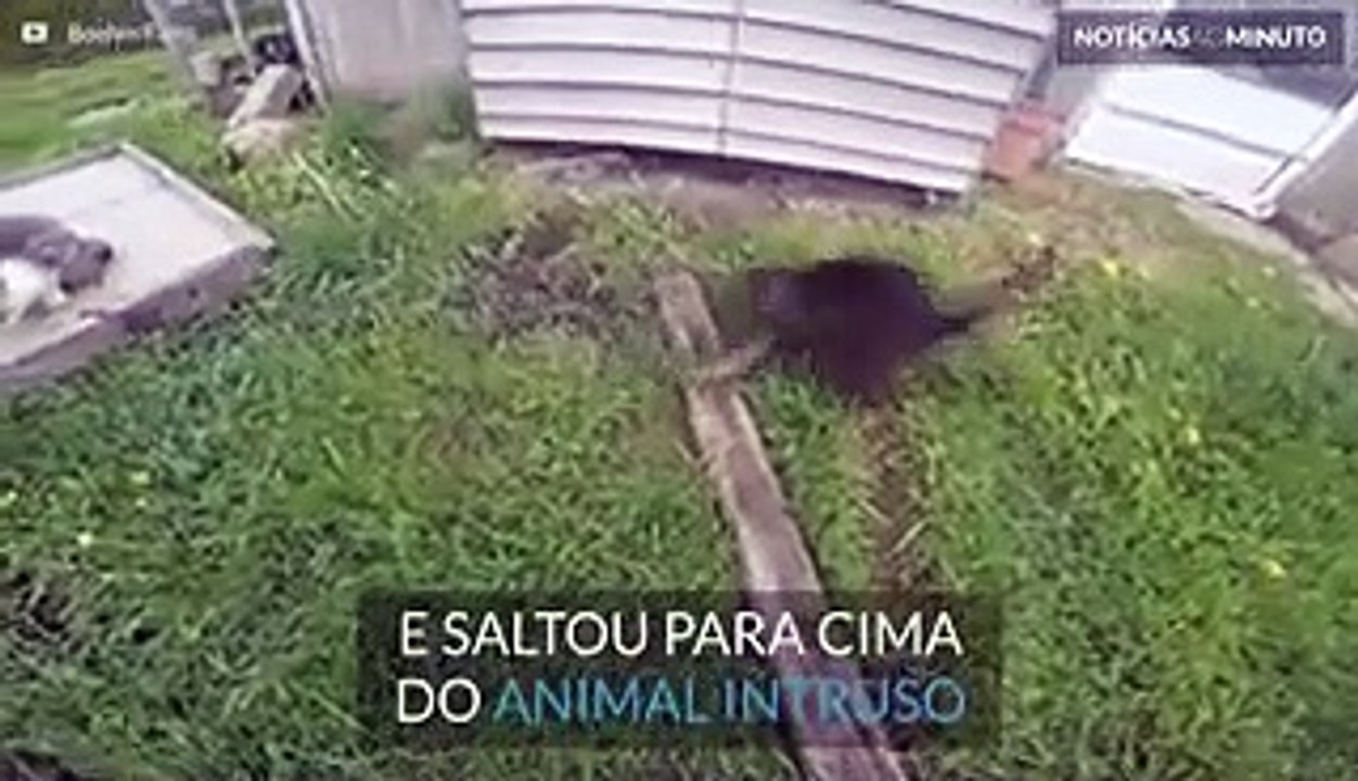 Gato corajoso ataca cobra!