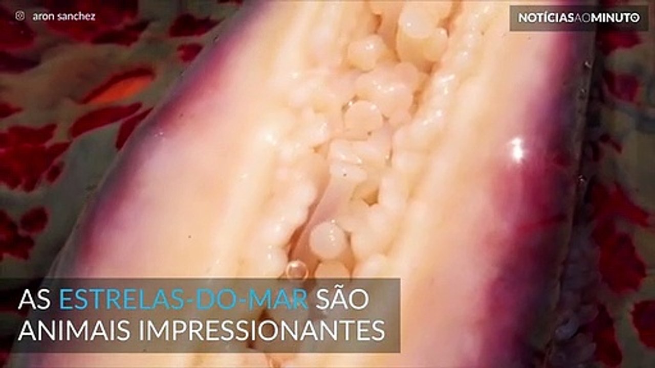 Estrela-do-mar como nunca vista antes