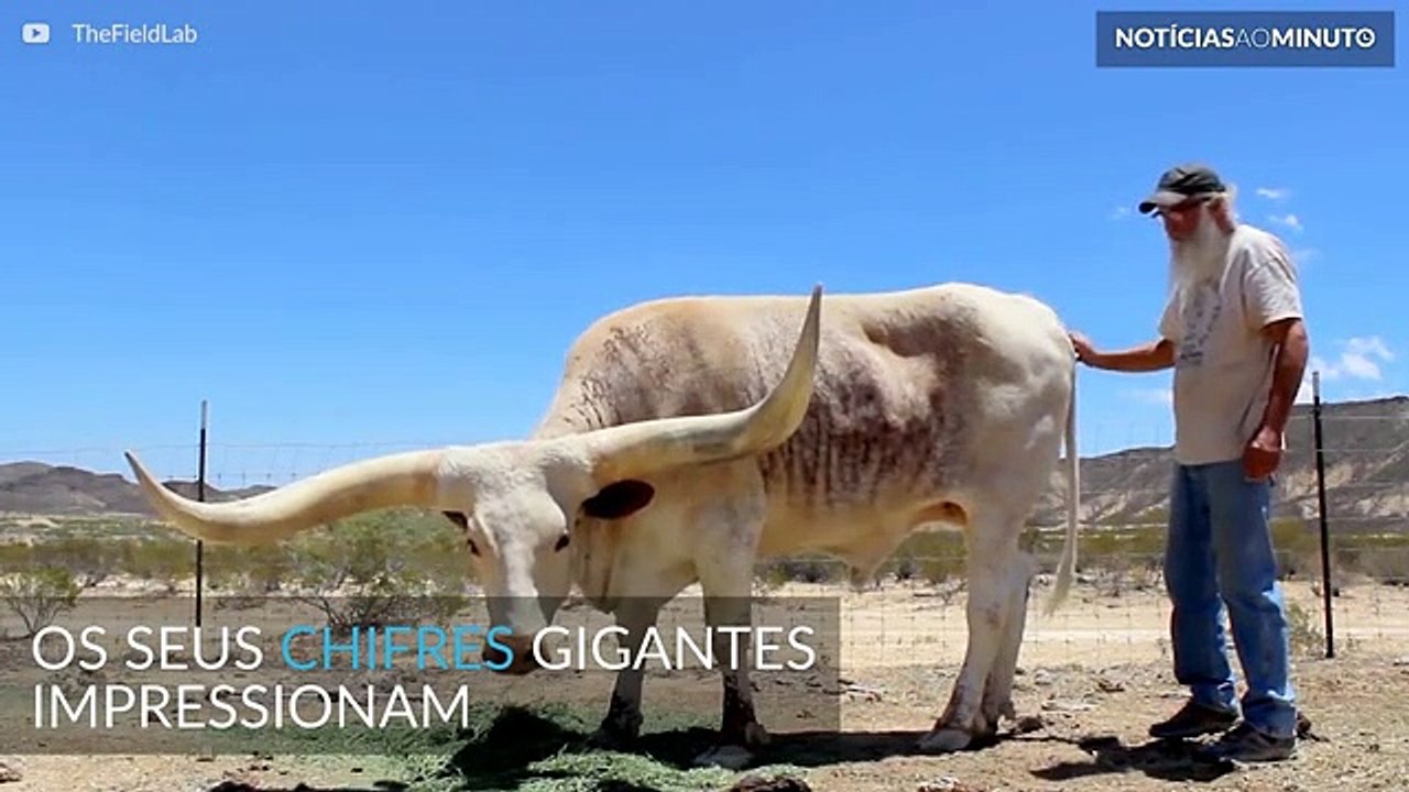Touro de chifre gigantes adora receber carinho