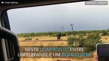 Búfalo bebé mostra a elefante quem manda