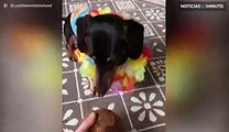 Este cão ensina a conduzir uma bola