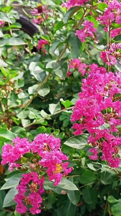 Pink flowers