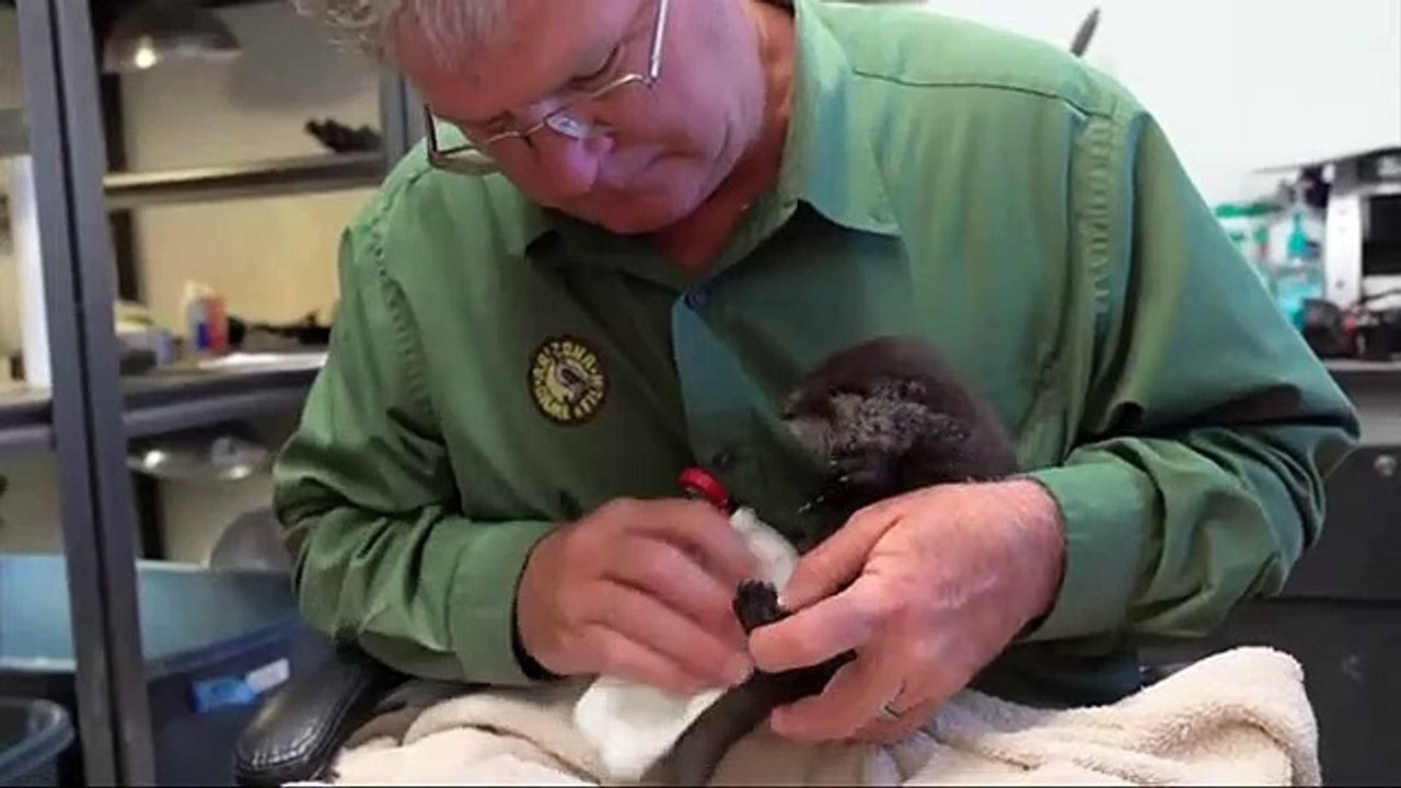 Cria de lontra foi resgatada de canal no Arizona