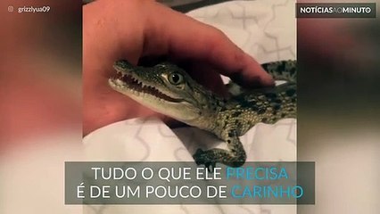 Conheça o crocodilo mais fofo de todos