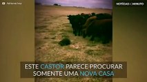 Alguma vez viu um castor pastor?