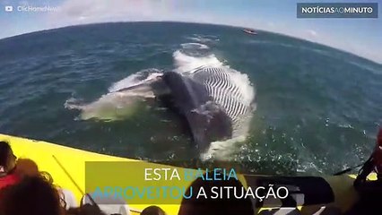 Baleia gigante quase "come" barco com turistas