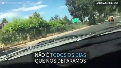 Homem vestido de tigre segue carrinha em que homem toca piano