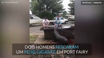 Foca persegue pescador e tenta-lhe roubar peixe gigante