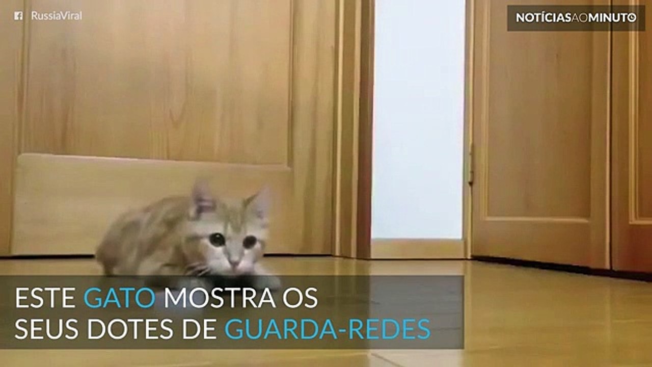 Um gato guarda-redes