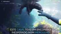 Mergulho com focas na Austrália
