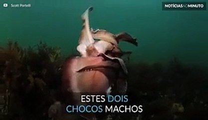 Já viu uma luta de Chocos?