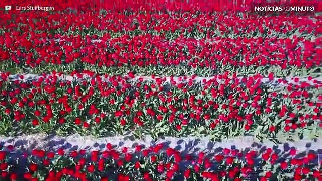 Imagens incríveis dos Campos de Tulipas na Holanda