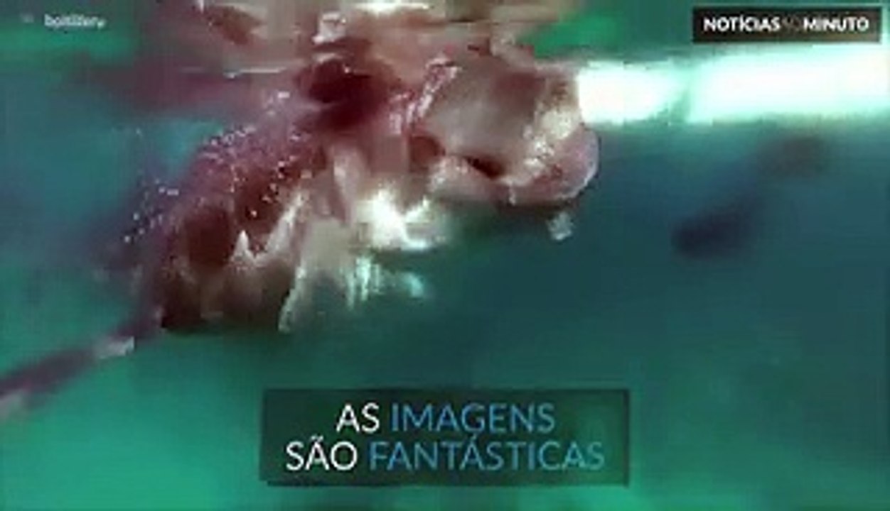 Nadar com tubarões-baleia? É possível!