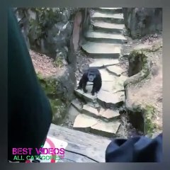 Depois disto, vai pensar duas vezes antes de visitar chimpanzés no Zoo