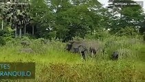 Dramático momento em que crocodilo ataca elefante bebé