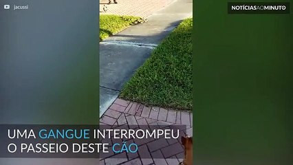 Este cão foi atacado por uma gangue… de patinhos!