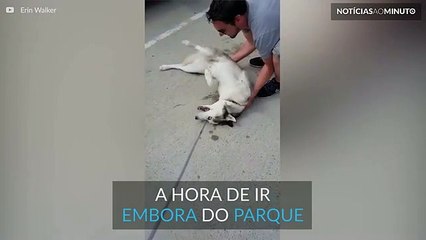 Este cão não quer ir embora do parque