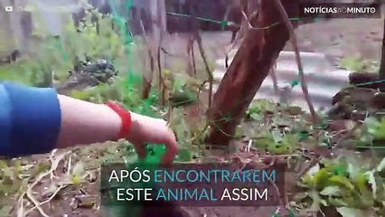 Porco-espinho salvo de linha de pesca