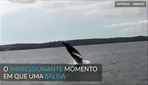 Baleia-jubarte realiza um show junto à costa