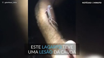 Alguma vez viu um lagarto com duas caudas?