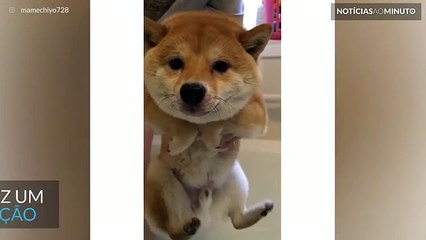 Cão faz tutorial de natação hilário