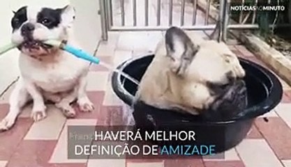 A dupla de bulldogs franceses mais cómica da Tailândia