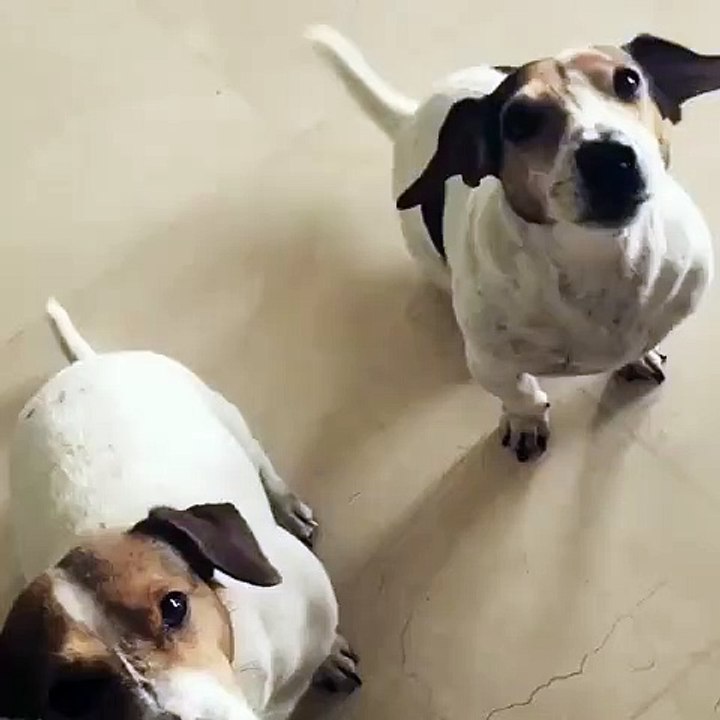 Até a cadela de Rita Pereira é fã de Salvador Sobral