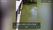 13 patinhos bebé saltam de ponte