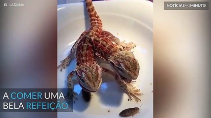 Lagarto bizarro de duas cabeças!