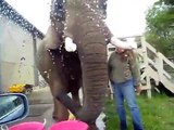 Neste zoo, os elefantes lavam os carros dos visitantes
