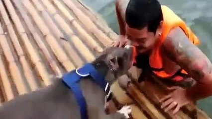 Apesar de o dono fingir afogamento, cães esmeram-se para o salvar