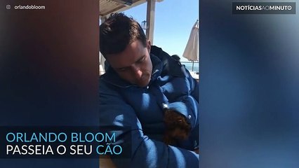 Orlando Bloom passeia cão de forma peculiar