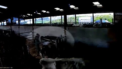 Adolescente enfrenta pena de prisão após filmado a pontapear vacas