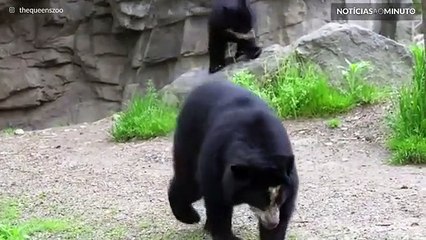 Nasceu o primeiro urso-andino em Nova Iorque