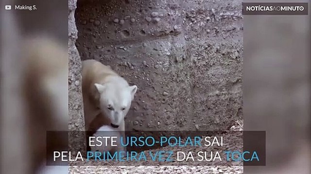 Cria de urso-polar sai pela primeira vez da toca