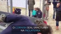 Grupo de focas bebés foram libertadas de volta ao mar