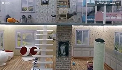 Reality show com gatos é um sucesso na internet