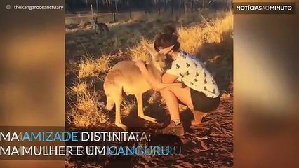 Já pensou em ser abraçado por um canguru?