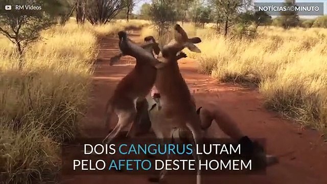 Lutas entre Cangurus também podem ser adoráveis