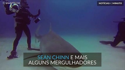 Tubarão tenta morder câmara de mergulhador