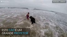 Cão 'salva-vidas' protege menina do perigo do mar